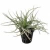 Air Plant Tillandsia ionantha Guatemala