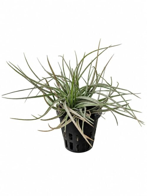 Air Plant Tillandsia ionantha Guatemala