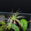 Air Plant Tillandsia ionantha Guatemala