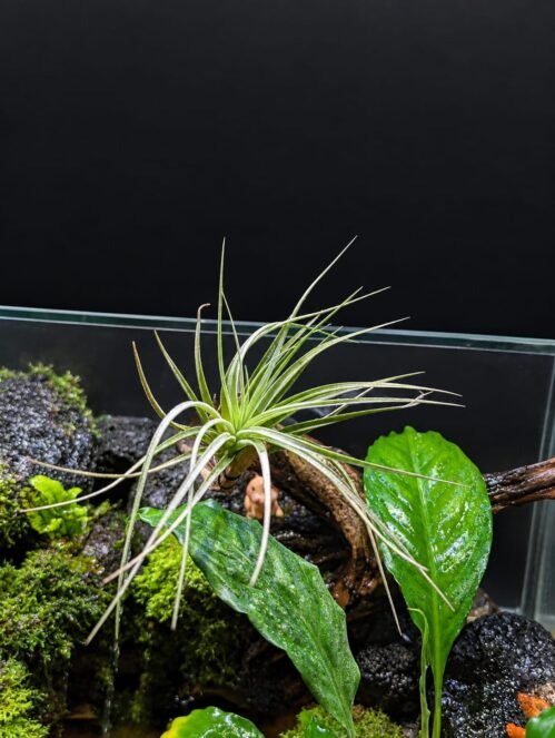 Air Plant Tillandsia ionantha Guatemala