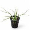 Air Plant Tillandsia ionantha Guatemala
