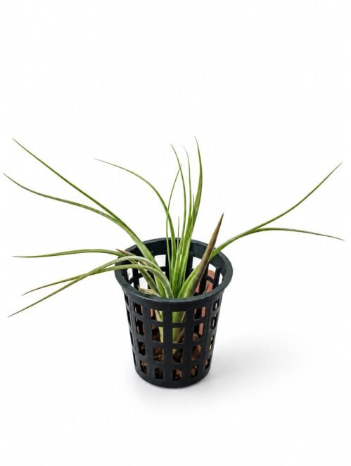 Air Plant Tillandsia ionantha Guatemala