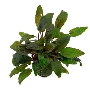 Cryptocoryne Wendtii Green Pot