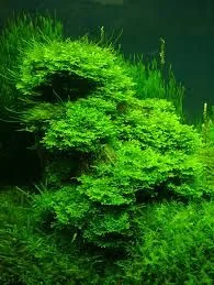 Peelia Moss