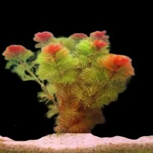 Red Cabomba