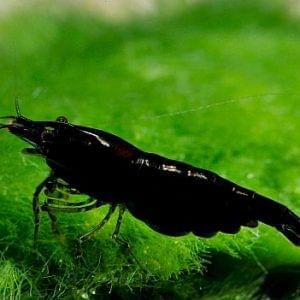 Black shrimp